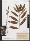 Foto von Salix triandra L.